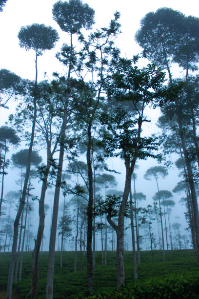 绿茶树