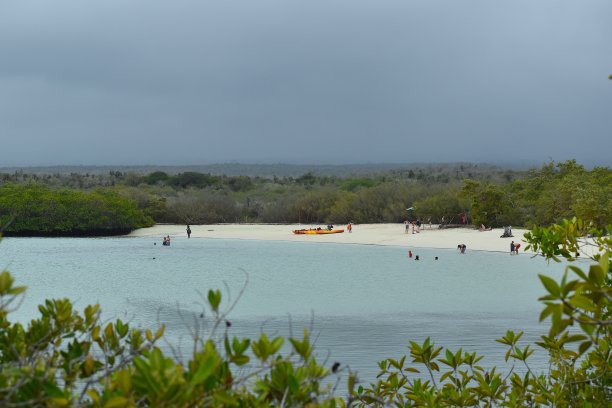 红树林海滩全景图