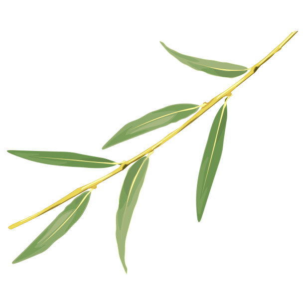 willow