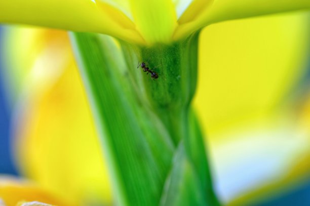 植物上的小蚂蚁