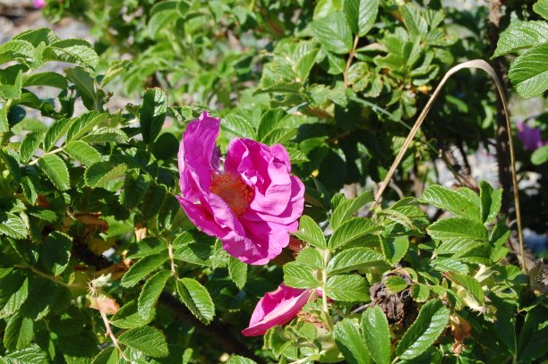 rugosa