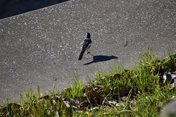 wagtail
