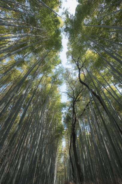 京都御苑