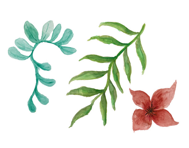 植物水彩插画