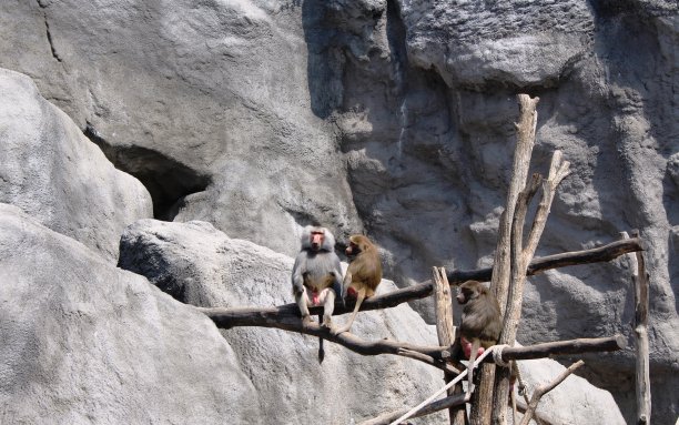 猴子爬山