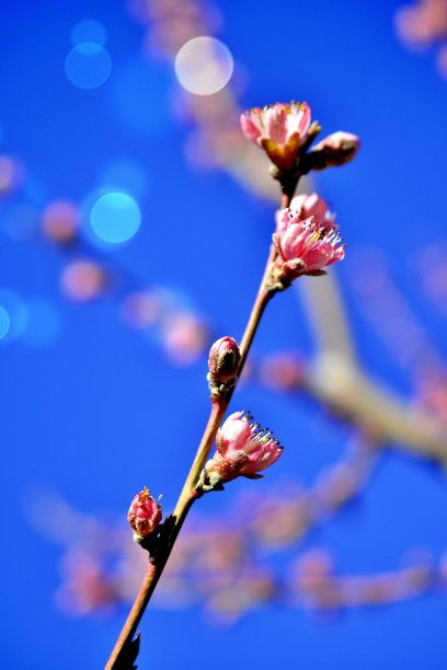 白香果花