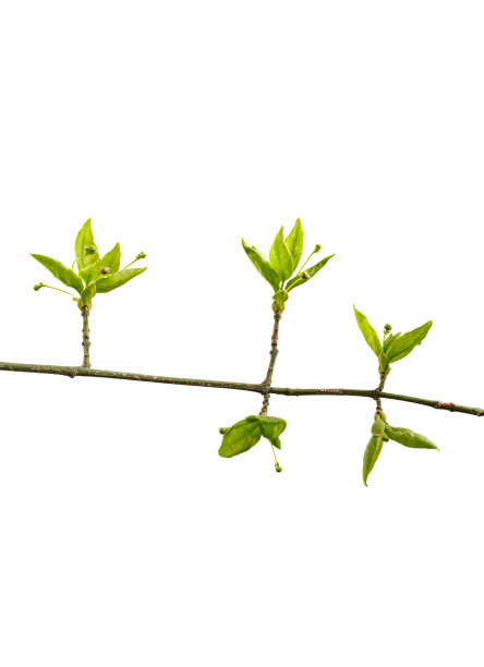 twig
