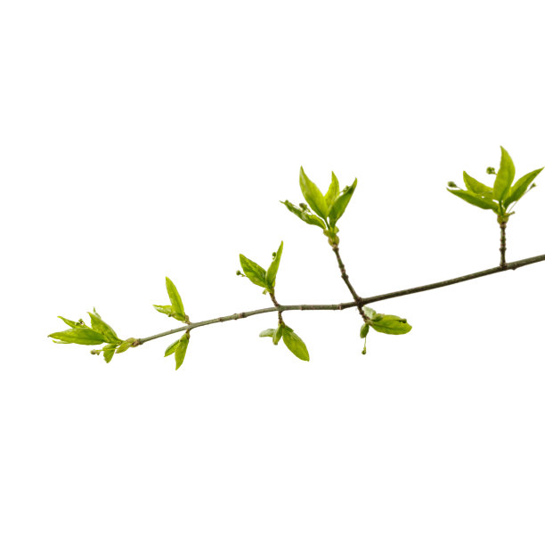 twig