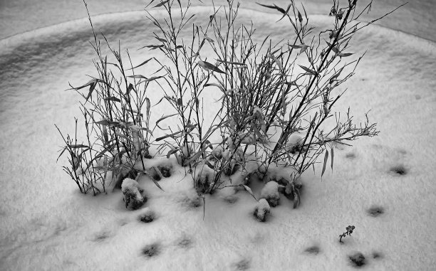 花草被大雪覆盖