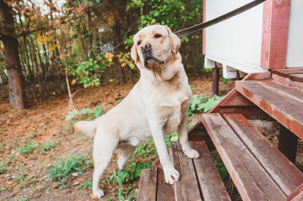 labrador