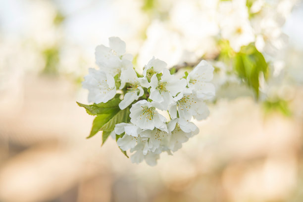 春天的梨花树
