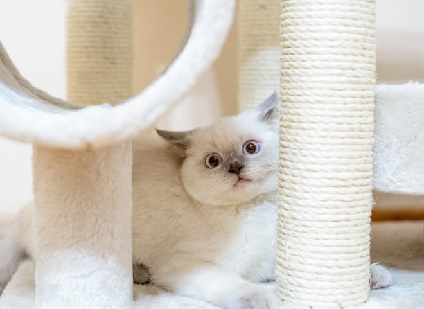 蓝白短毛猫