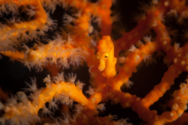 海底生物