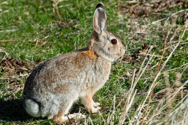 兔类动物