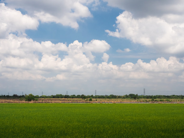 甘蔗背景