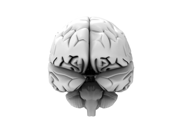 medulla
