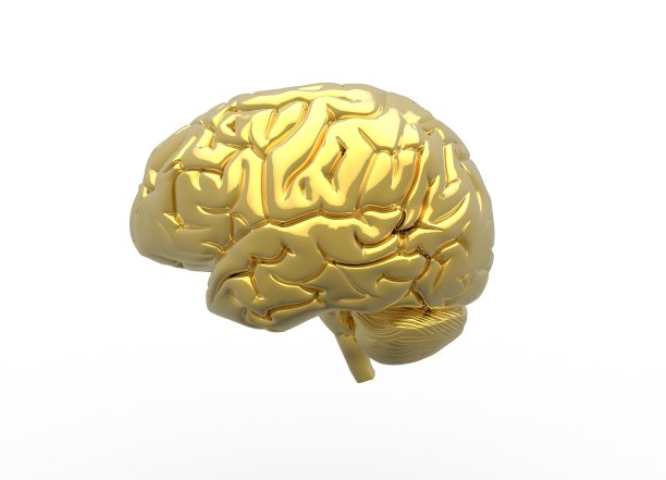 medulla