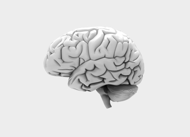 medulla