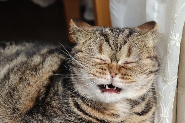 短毛猫,小猫,斑纹猫