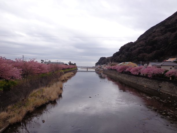 蓝天樱花