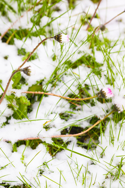 花草被大雪覆盖