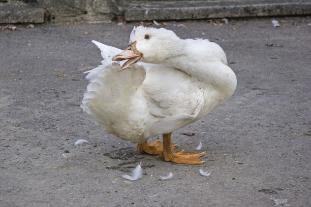 goose