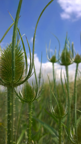 野草野花