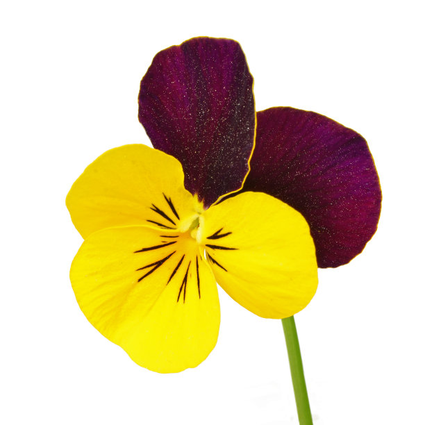 花卉种植
