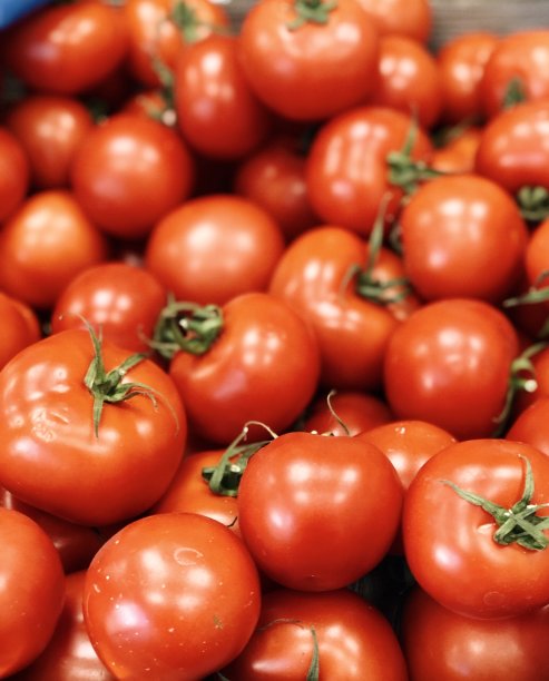 西红柿素材番茄素材