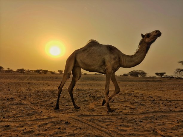 骆驼摄影