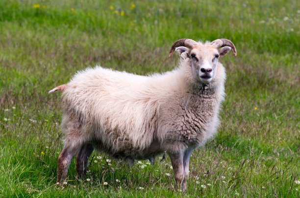 田间的羊