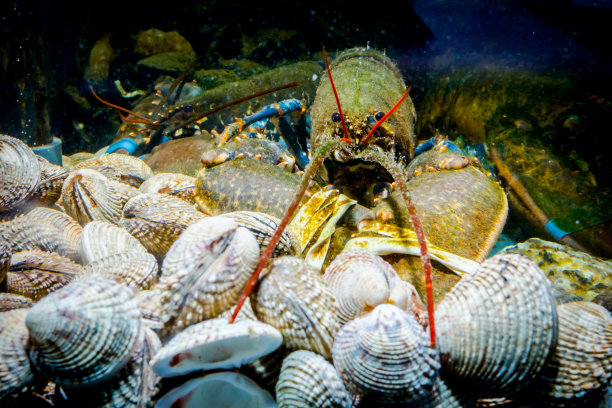 crustacean