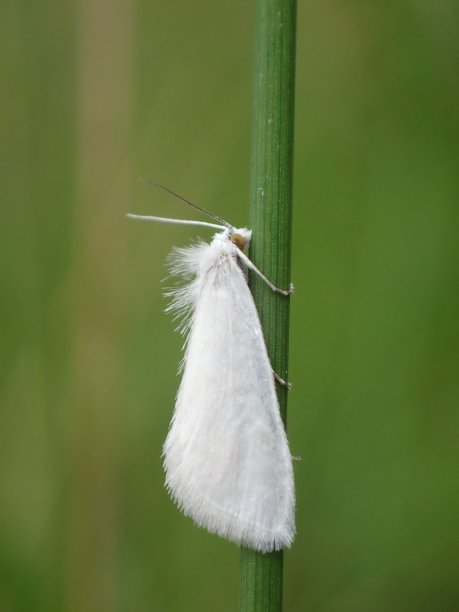 澳洲昆虫