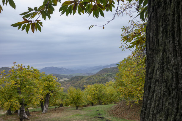 高山板栗