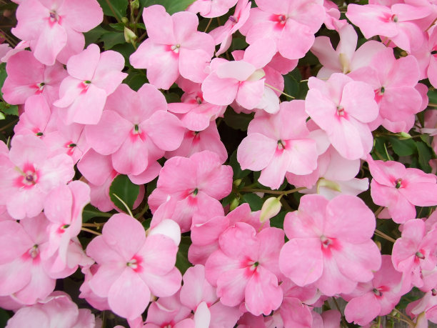 impatiens