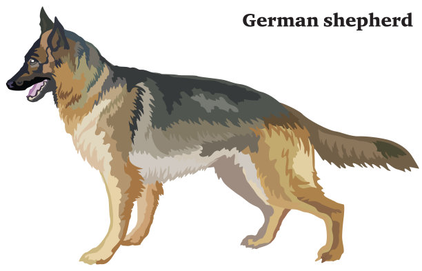 忠诚德国牧羊犬海报