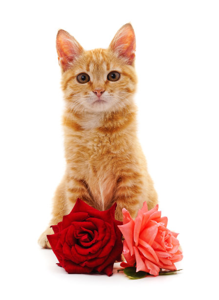 宠物猫玫瑰