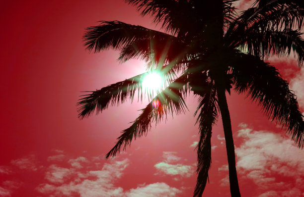 在晴朗的日子沙滩上的棕榈树