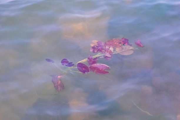 夏天的莲花与鱼儿