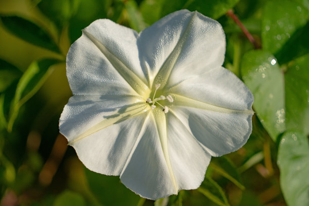 小白花星星花