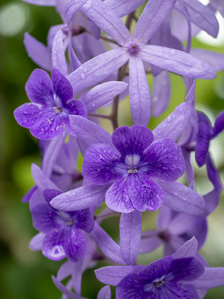 紫蓝色花冠