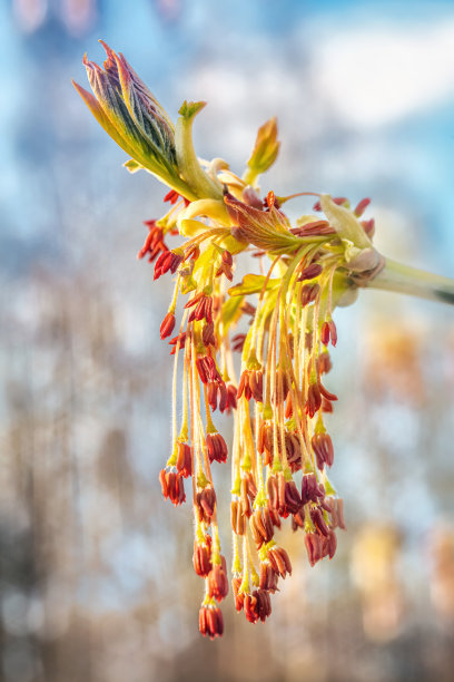 黄花苗花