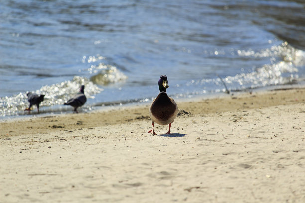 海滩上的鸭