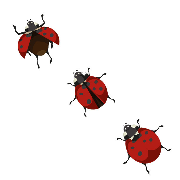 红色甲虫图片