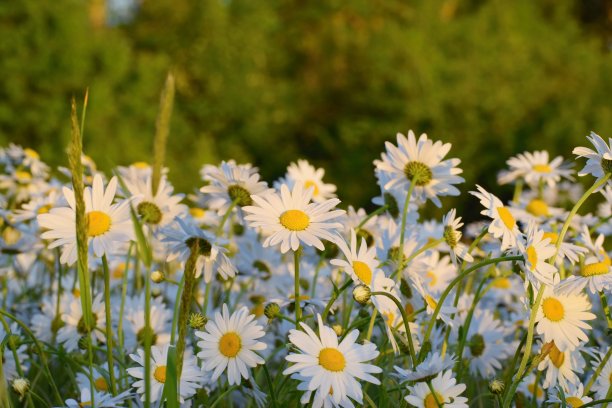 pyrethrum
