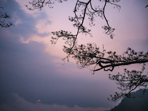 仰拍树枝天空