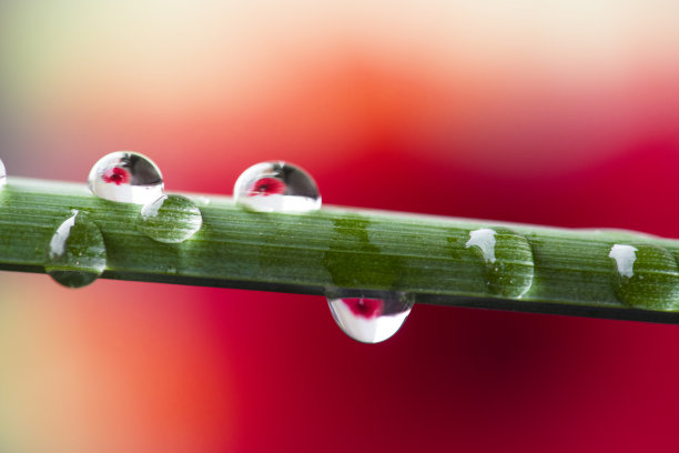 雨水插画