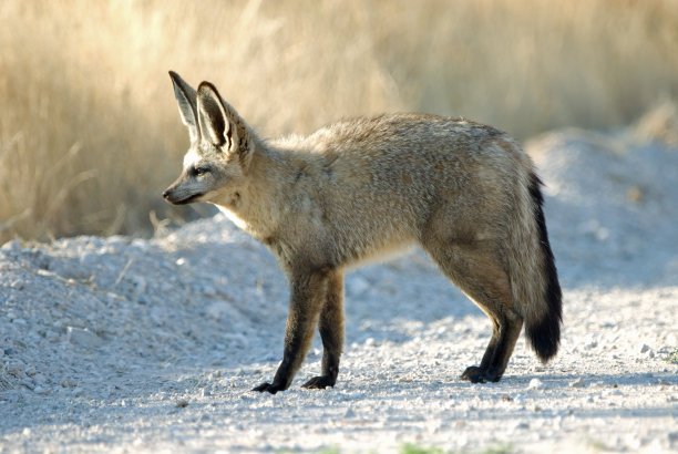 otocyon