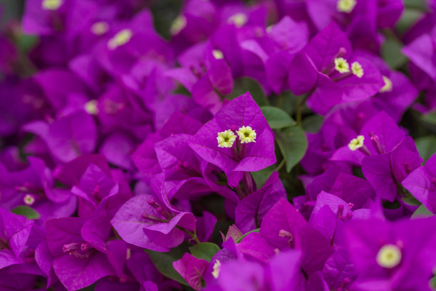 淡紫色三角梅
