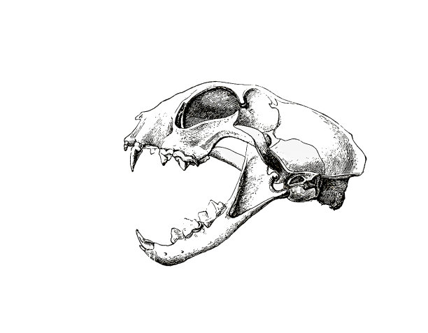 古动物骨骼